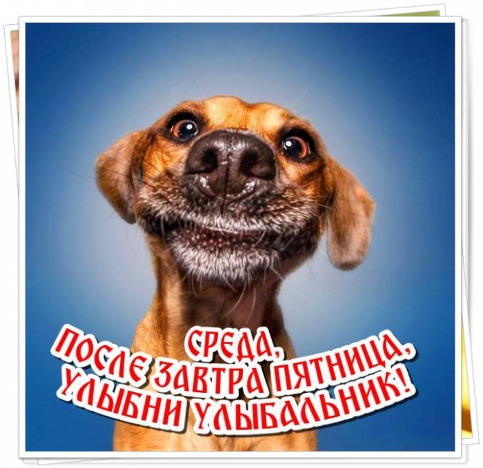Среда Фото Прикольные Среда Фото Прикольные