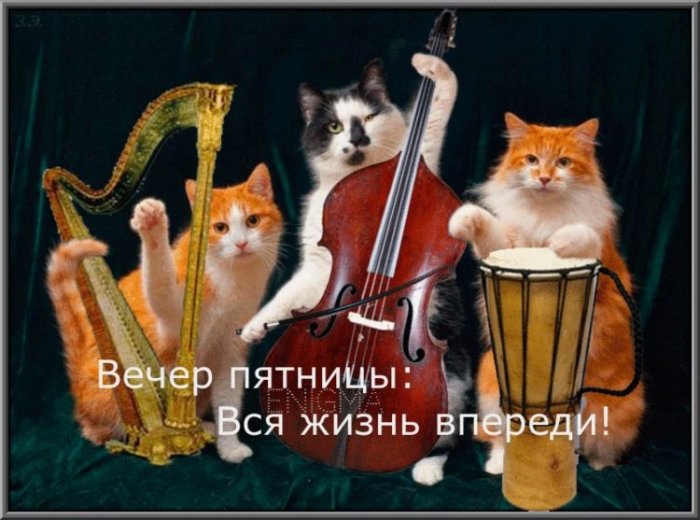 Котики поют. Животные музыканты. Кошки с музыкальными инструментами. Поющие коты. Кот с музыкальным инструментом.