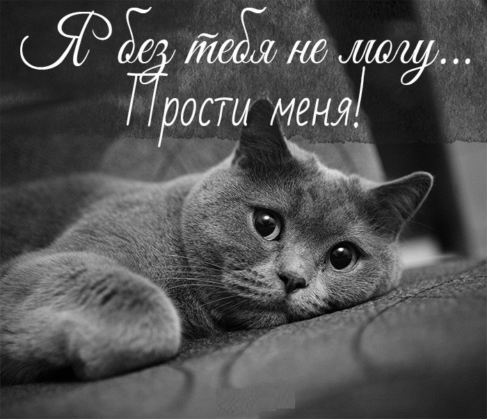 Картинки с прощением для любимой